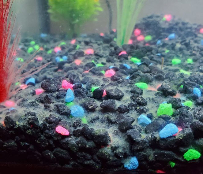 Water mold from excess food