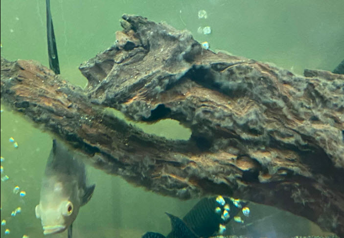 water mold on wood
