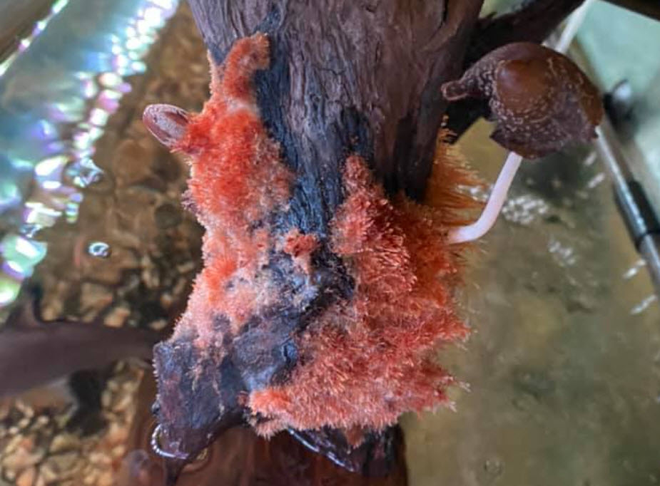 water mold with tannic acid