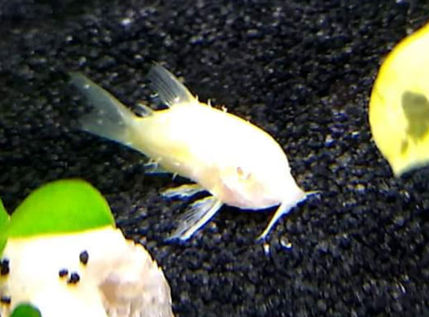 Anchor worms