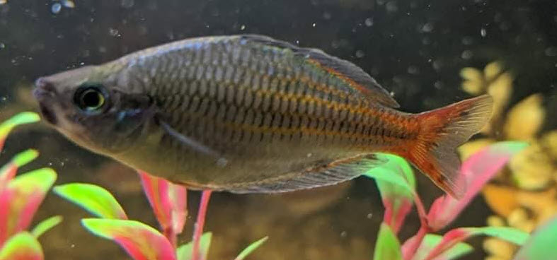 10.10. Black Spots on Aquarium Fish