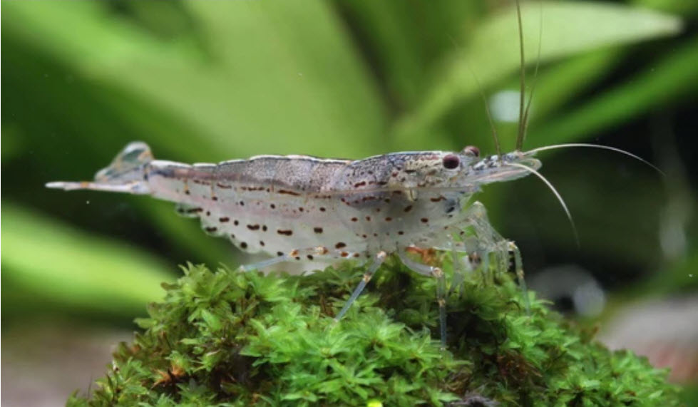 Caridina multidentata Amano Shrimp