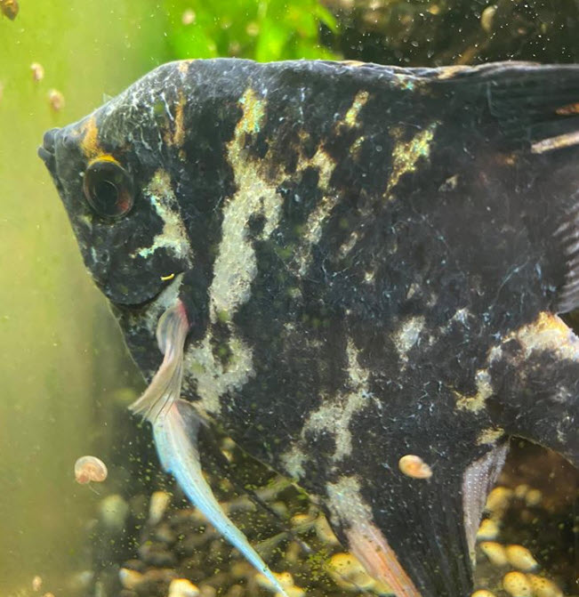 Slime Coat Syndrome