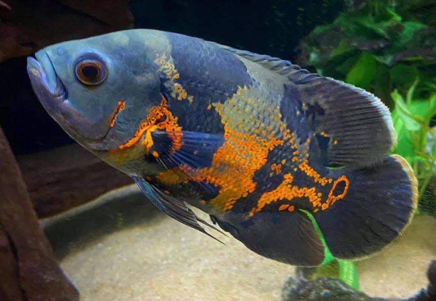 Astronotus ocellatus Tiger Oscar