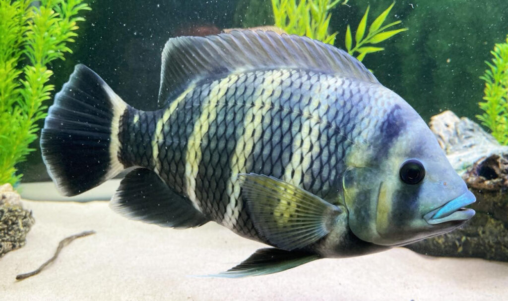 Heterotilapia buttikoferi Zebra Tilapia