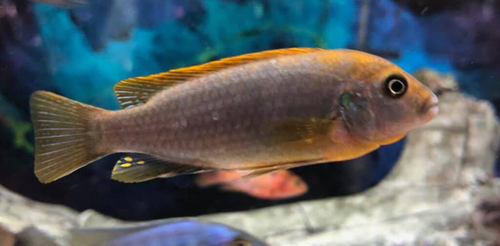 Iodotropheus sprengerae Rusty Cichlid