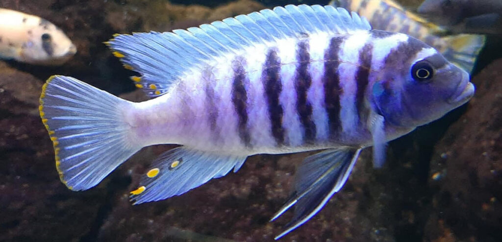 Maylandia masinje Zebra