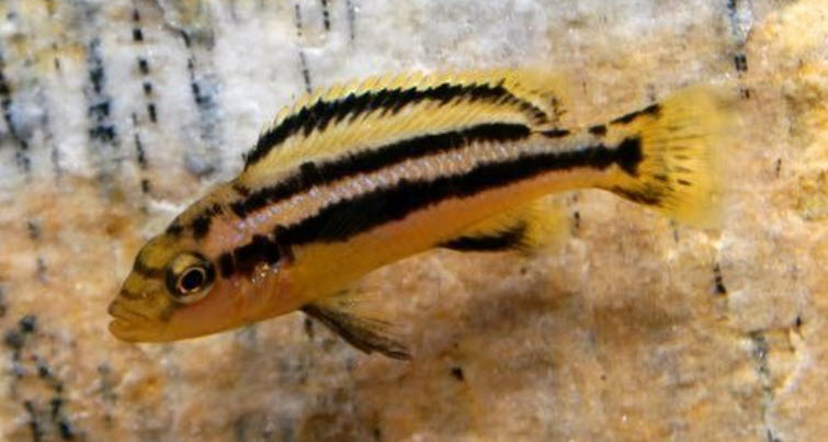 Melanochromis chipokae