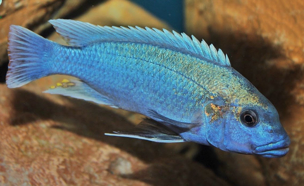 Melanochromis lepidiadaptes Makanjila Point