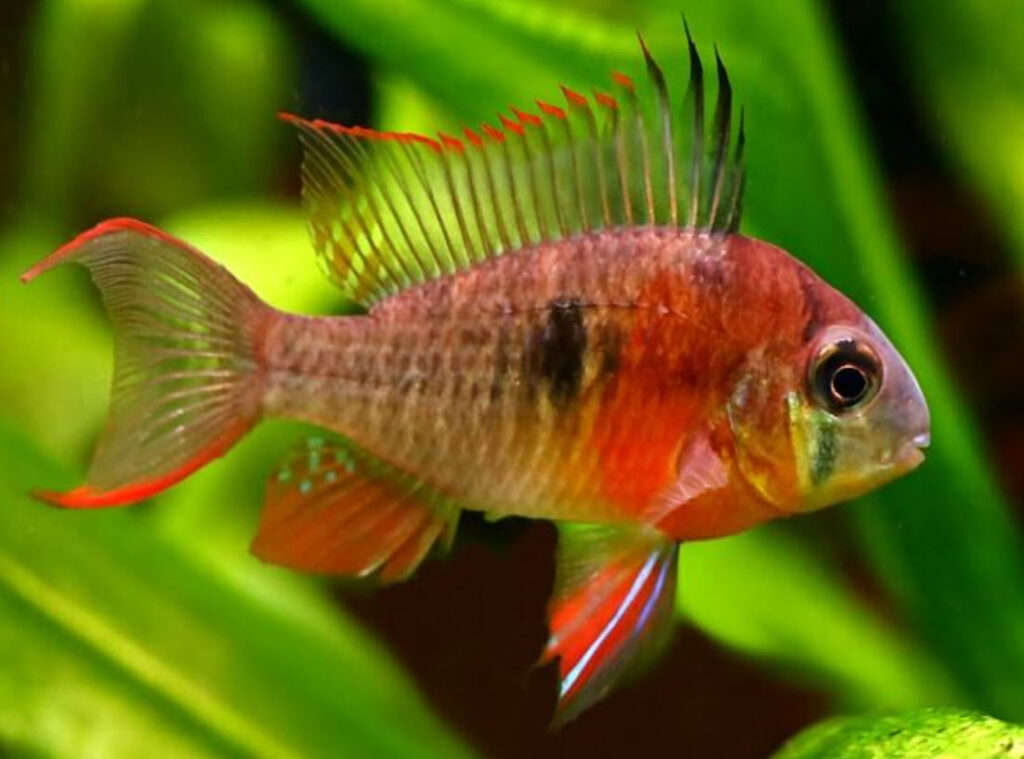 Mikrogeophagus altispinosus Bolivian Ram