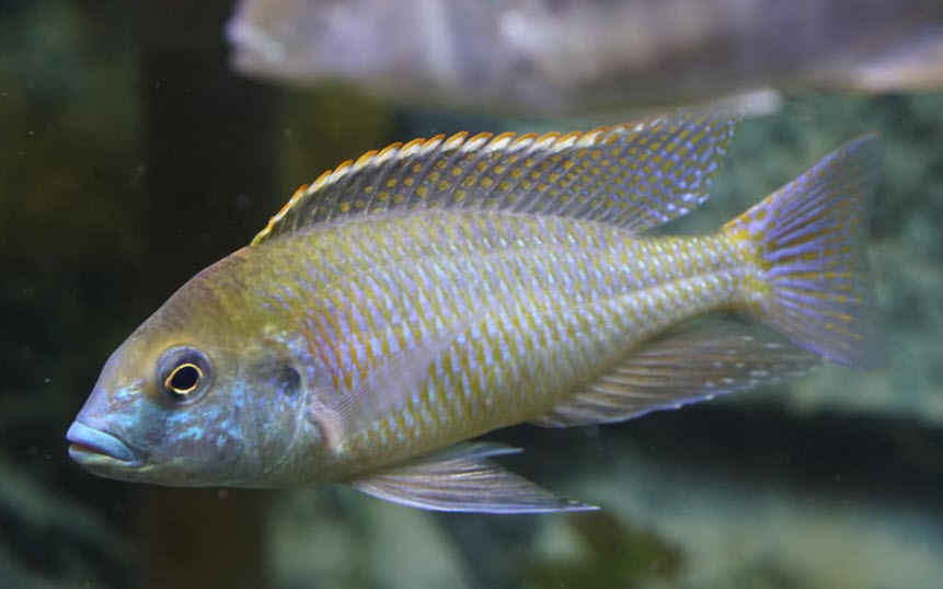 Mylochromis plagiotenia mvtungi