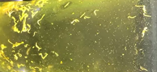 detritus leeches