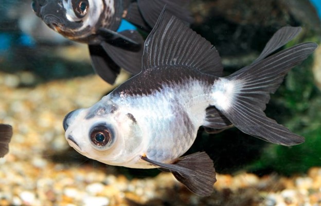 Panda Goldfish