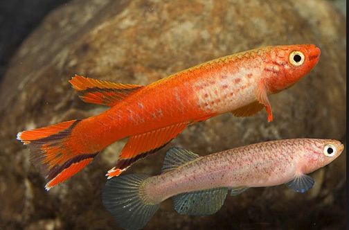 Aphyosemion Australe Killifish (Gold)