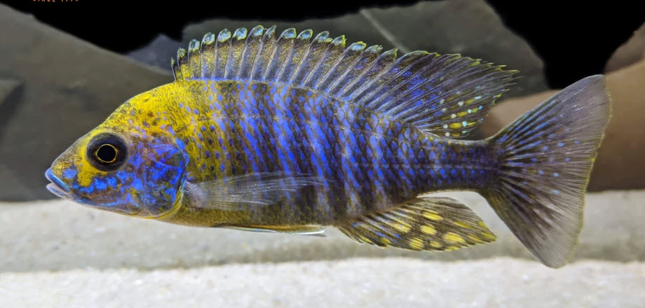 Aulonocara saulosi Green Face Peacock