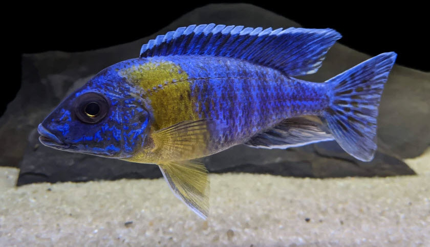 Aulonocara sp Bicolor Peacock