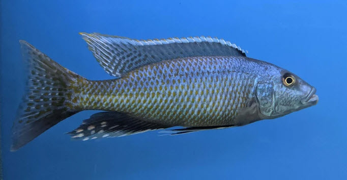 Champsochromis caeruleus Malawi Trout Cichlid