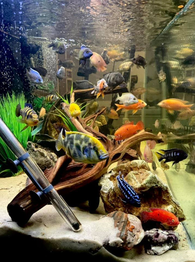 The benefits of aquarium aeration