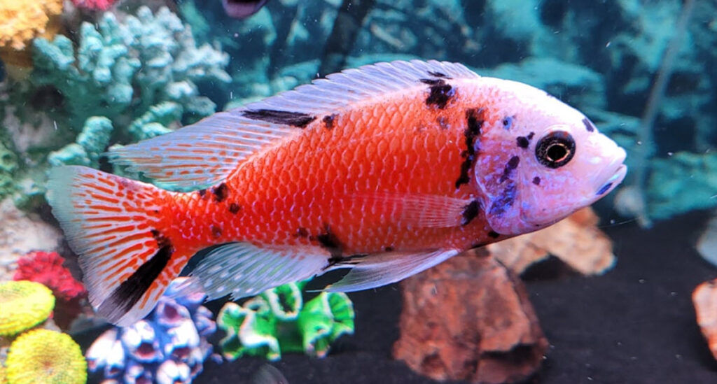 Copadichromis borleyi OB