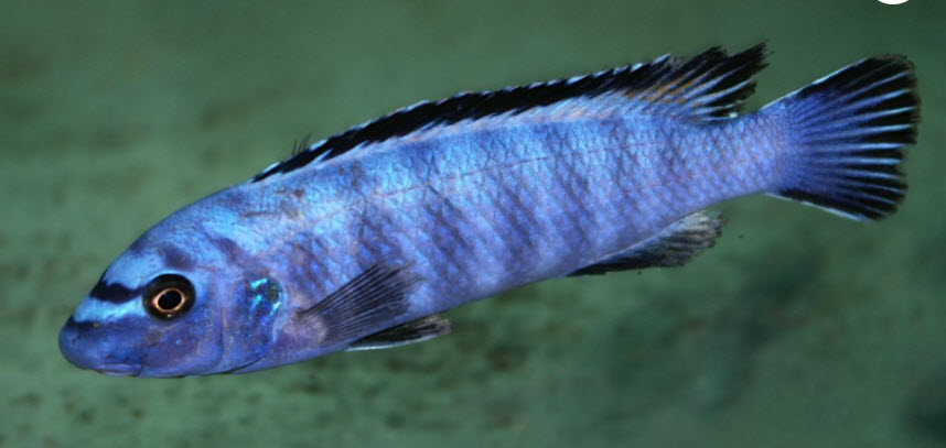 Labeotropheus trewavasae Black Top Higga Reef 