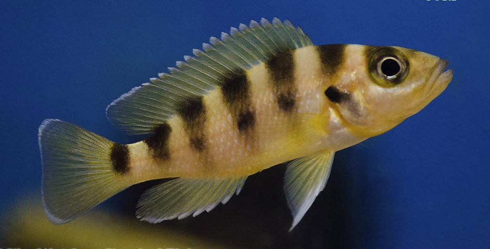 Neolamprologus sexfasciatus "Goud"