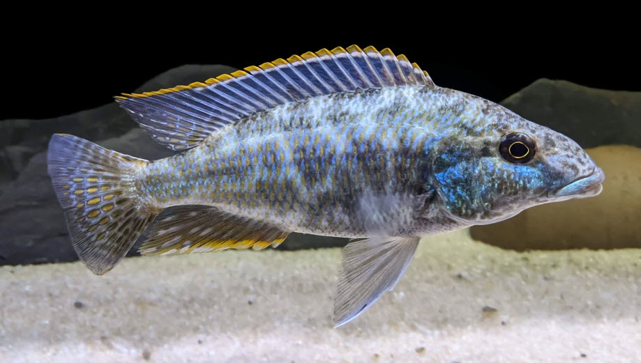 Nimbochromis linni