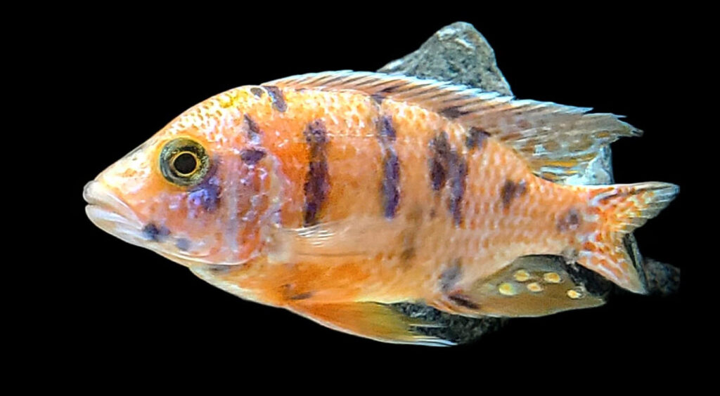 OB Aulonocara