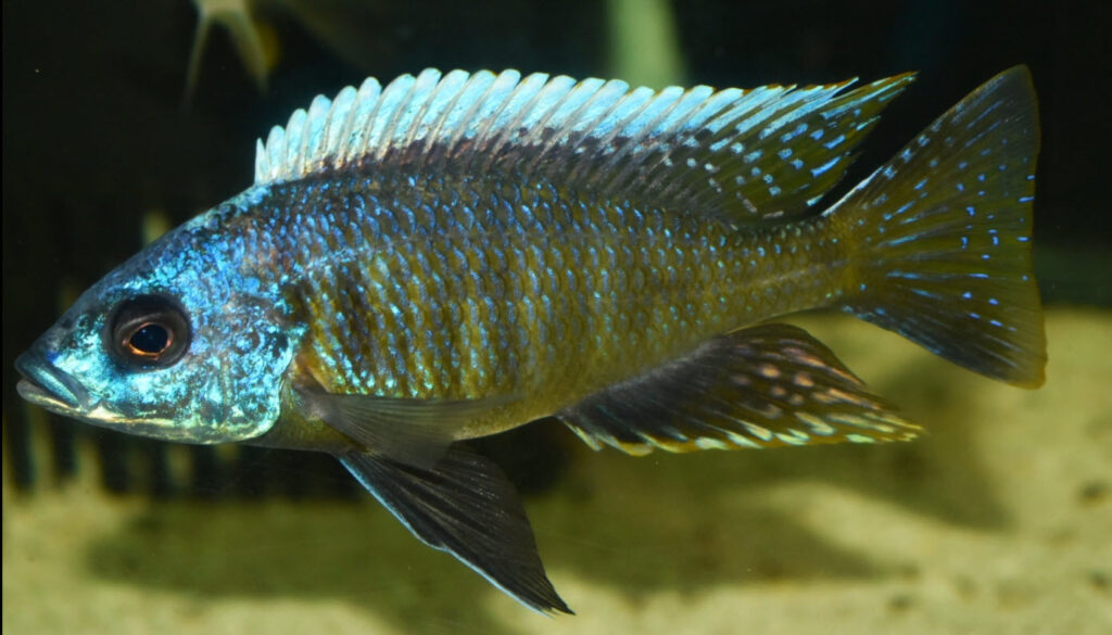 Otofarynx tetraspilus