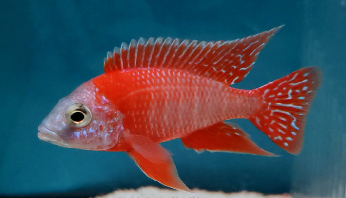 Hybrid Ruby Red Peacock 