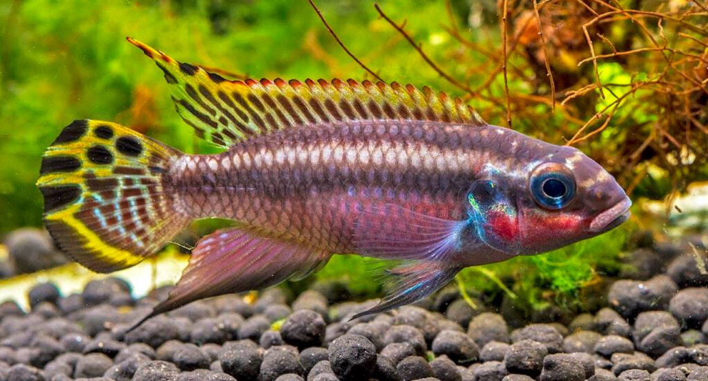 Pelvicachromis taeniatus Nigeria Red