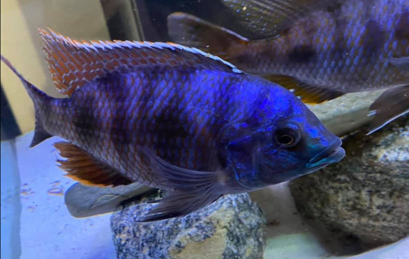 Placidochromis milomo Super VC10