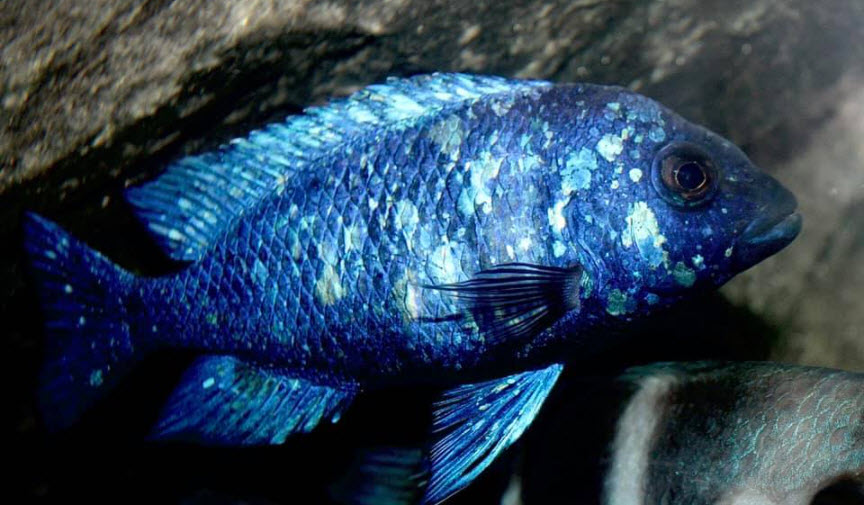 Placidochromis phenochilus Tanzania