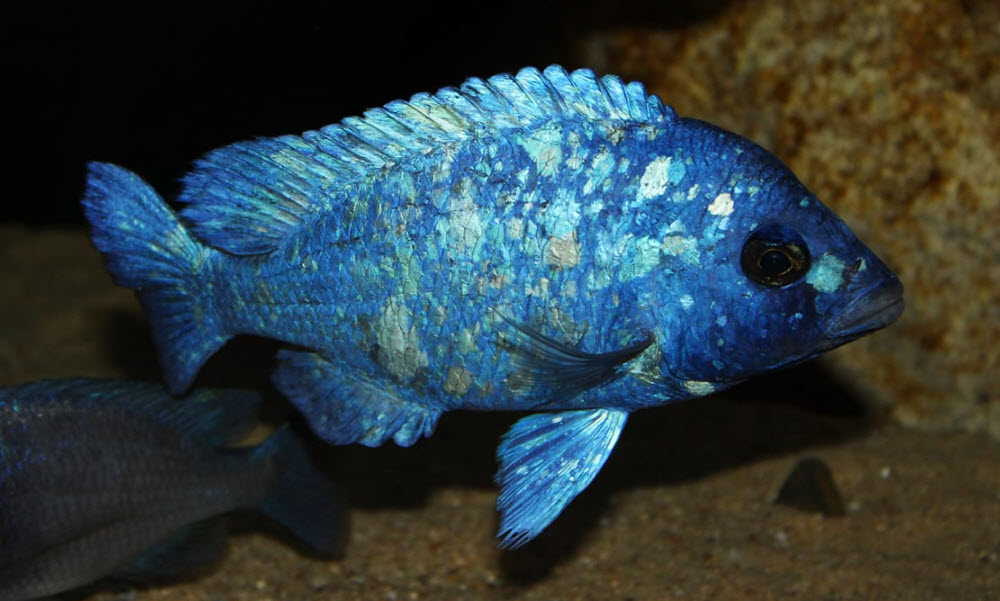 Placidochromis fenochilus Tanzania