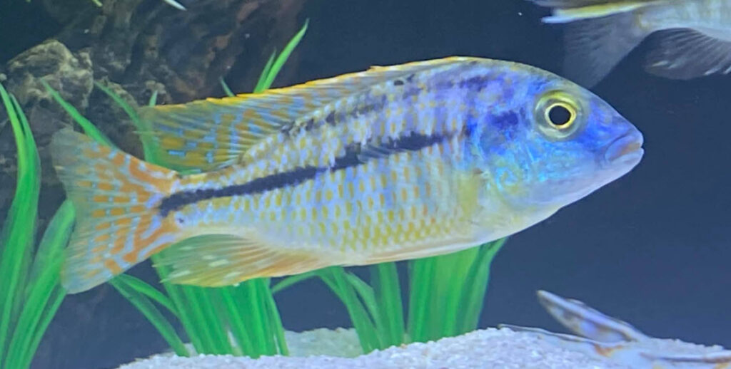 Protomelas spilonotus Mbenji eiland