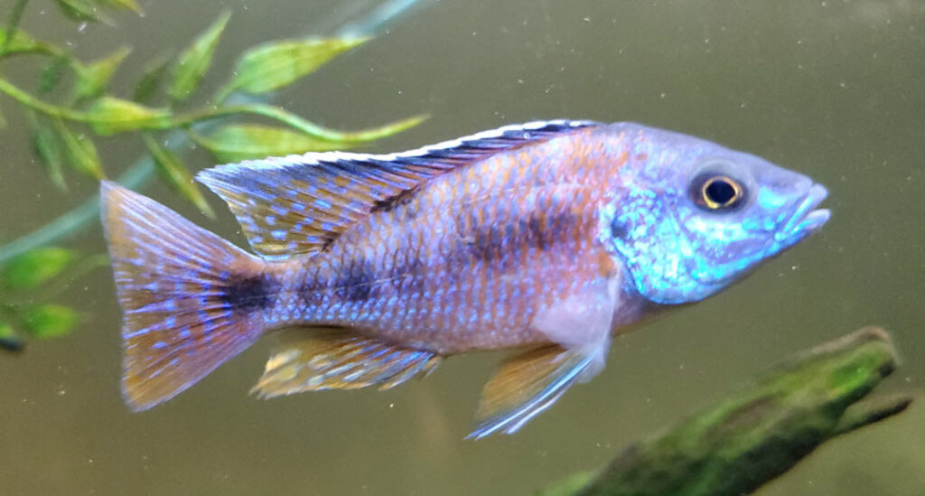 Protomelas taeniolatius Rode Keizerin