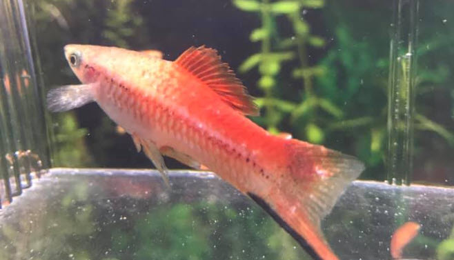 Tetrahymena