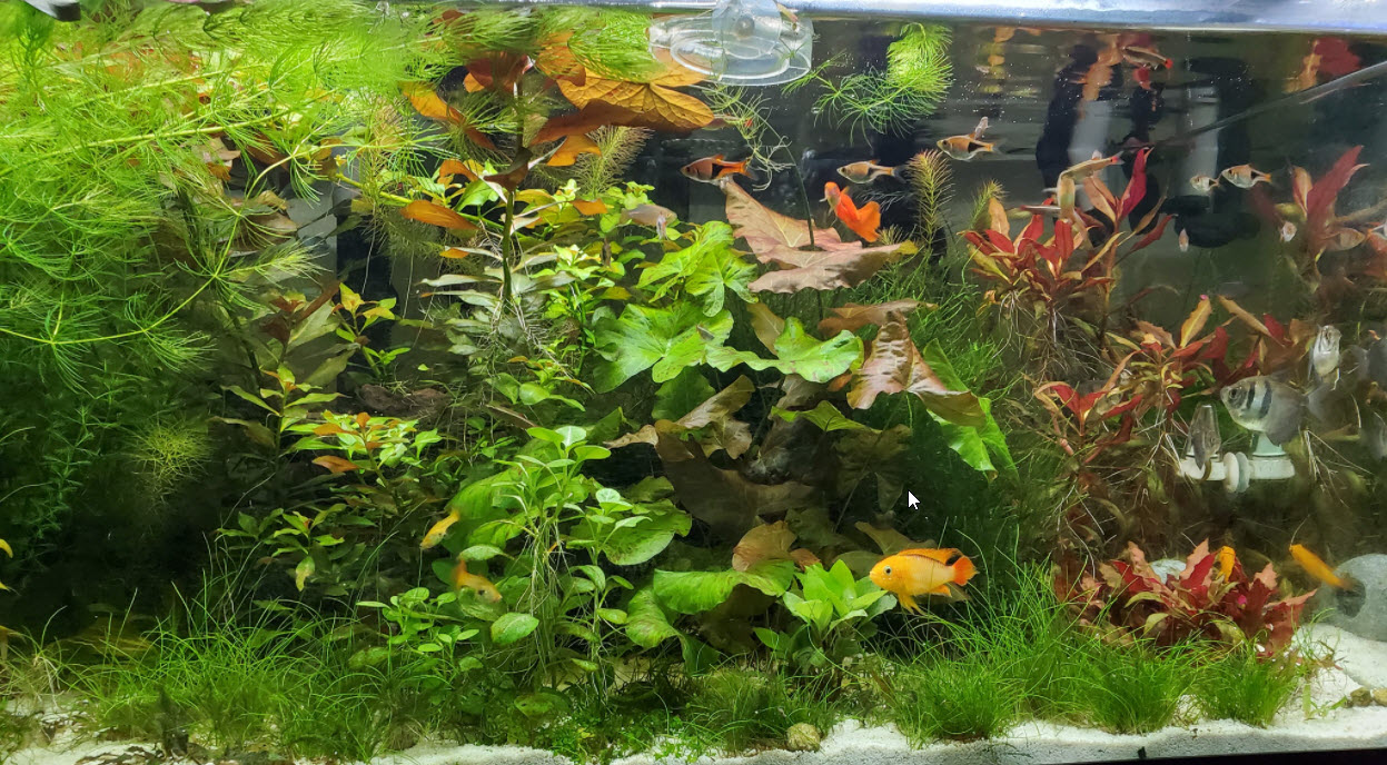 Planted Aquarium