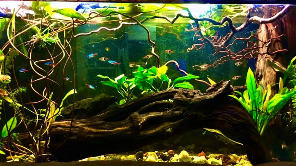 Wood in the Aquarium