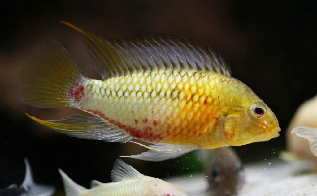 Apistogramma Hongsloi 