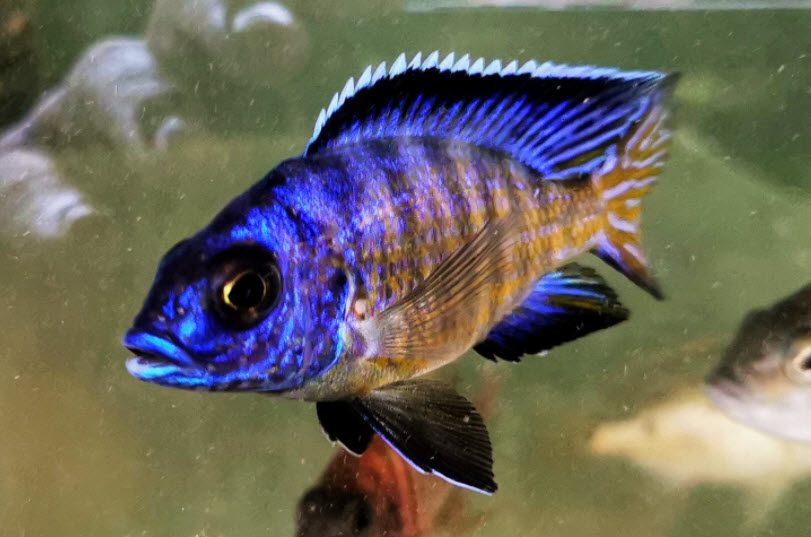 Aulonocara koningsi