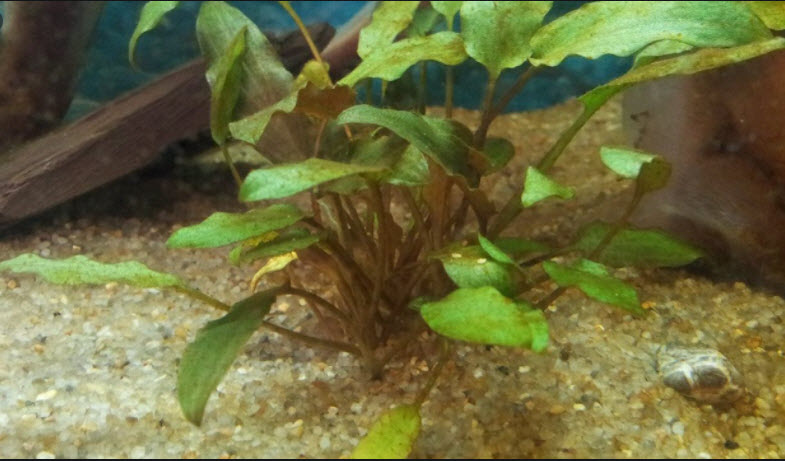 Brown Algae
