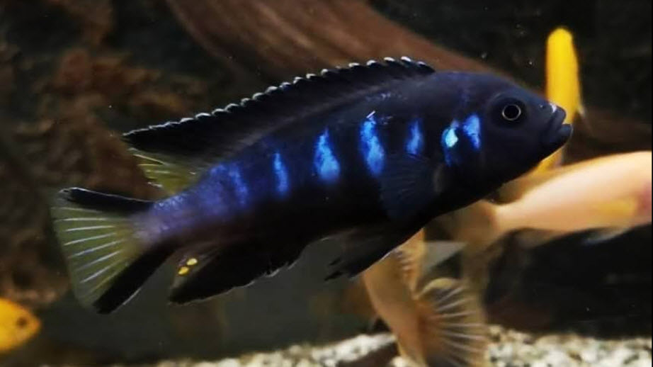 Chindongo elongatus vgl. Kauwen