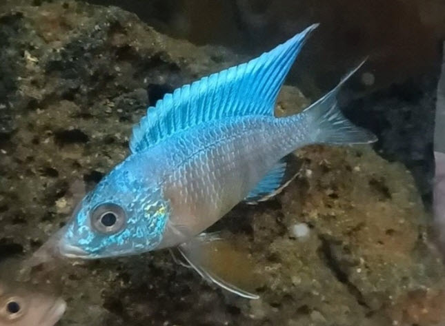 Copadichromis azureus line bred