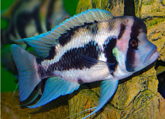 Cyphotilapia frontosa Black Widow Line Bred