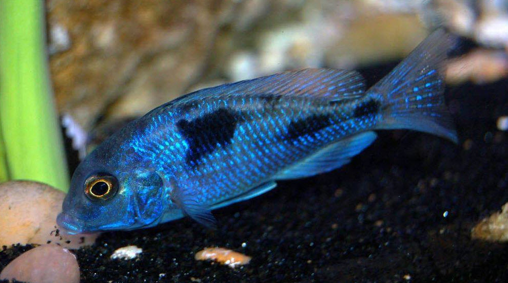 Cyrtocara moorii