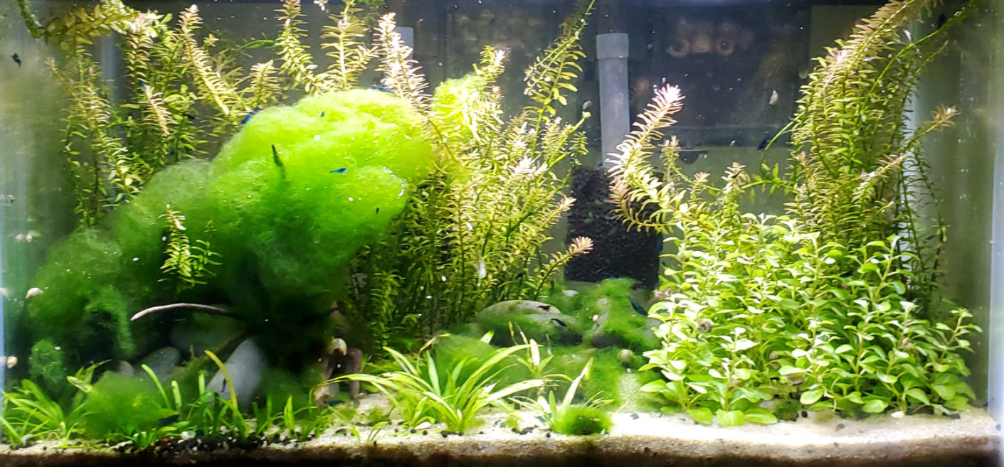 Green Algae