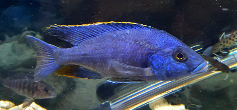 Hap Hybrid