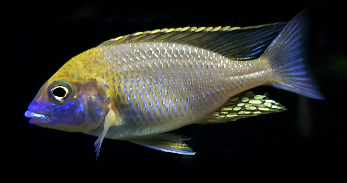 Lethrinops sp. 'Yellow Collar' Harbor Island