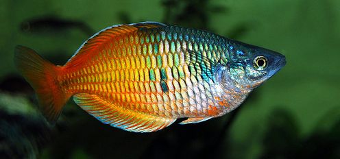 Melanotaenia boesemani, Boesemani regenboogvis