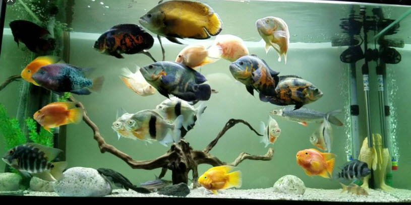 Heavily Stocked Oscar Aquarium
